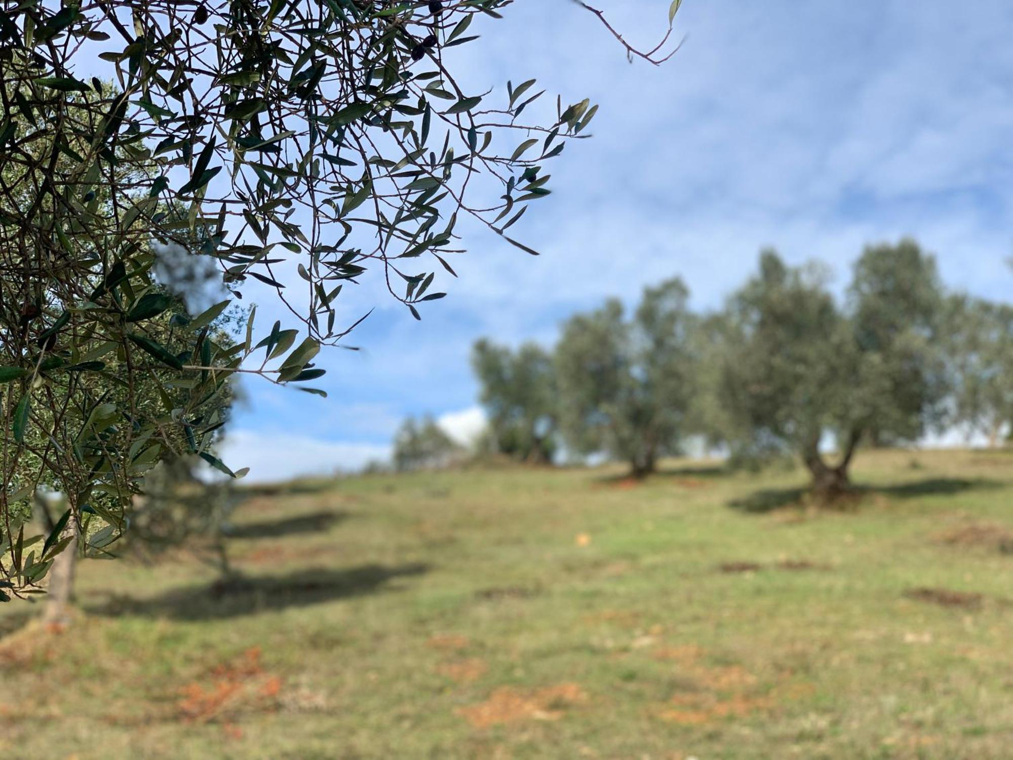 Agriturismo Poggio Falco Batignano Exteriör bild